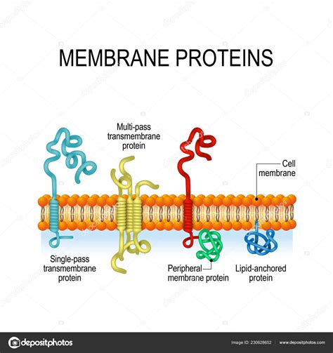 integral and peripheral membrane proteins